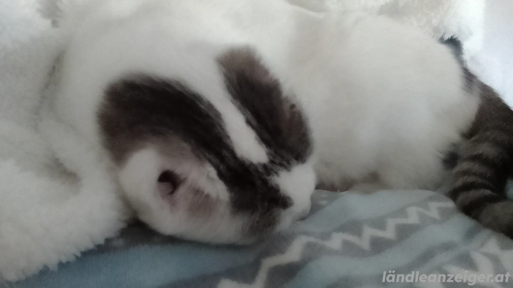 Katzen Nanny gesucht  Katzen Nanny gesucht