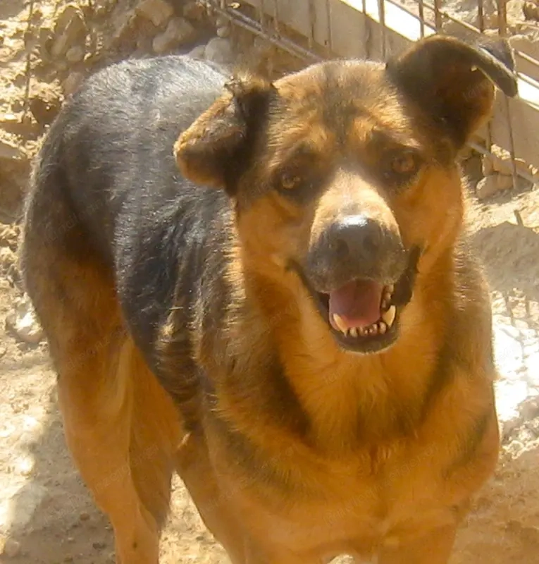 Eddy freut sich auf SEIN neues Leben - NOTFALL