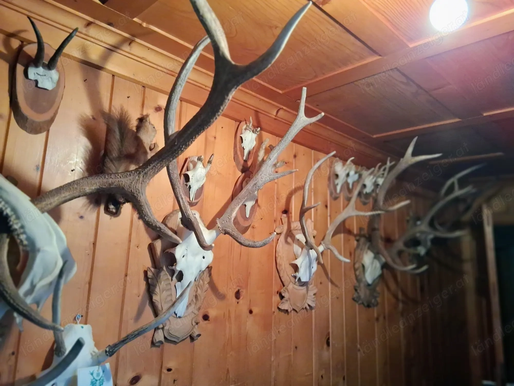 Trophäen günstig abzugeben...