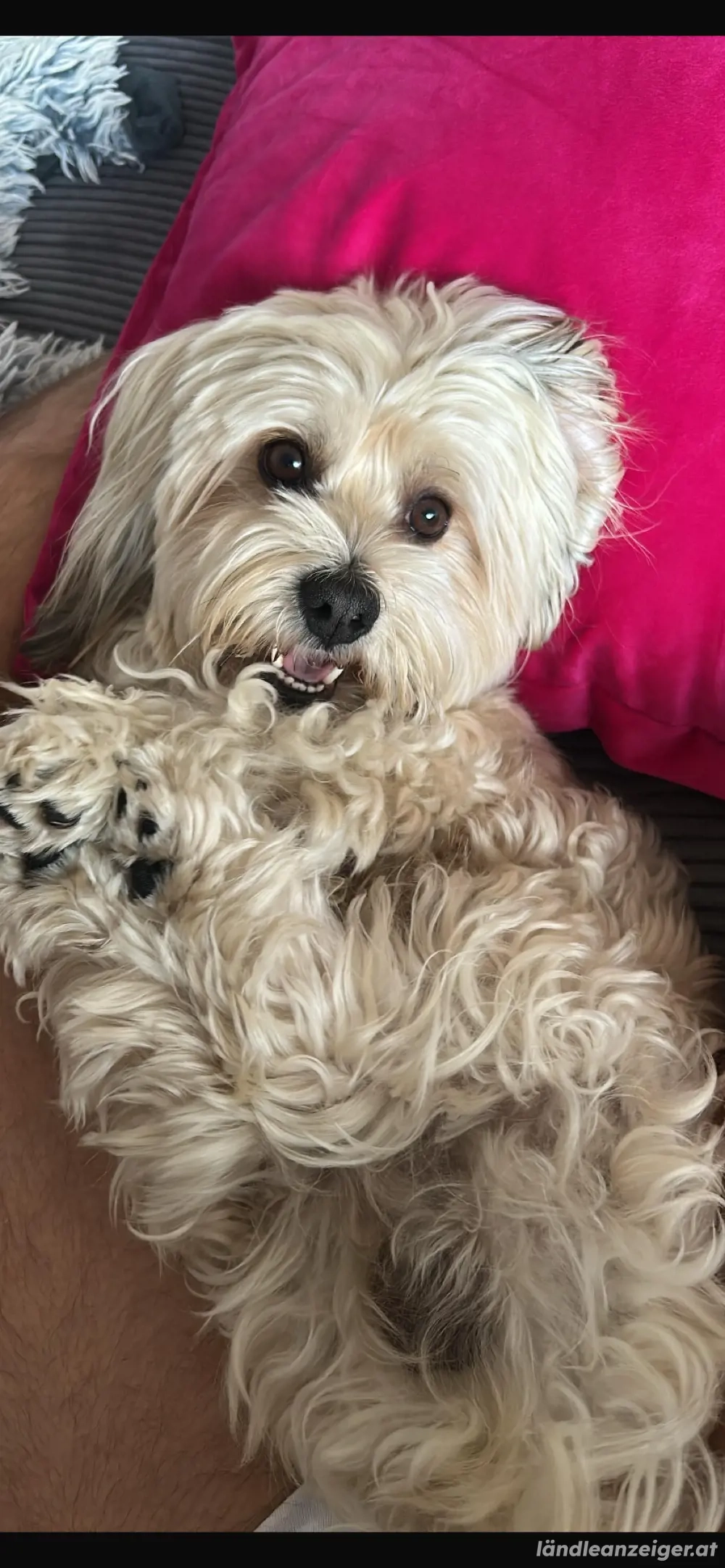 Hundesitter gesucht - unter der Woche tagsüber