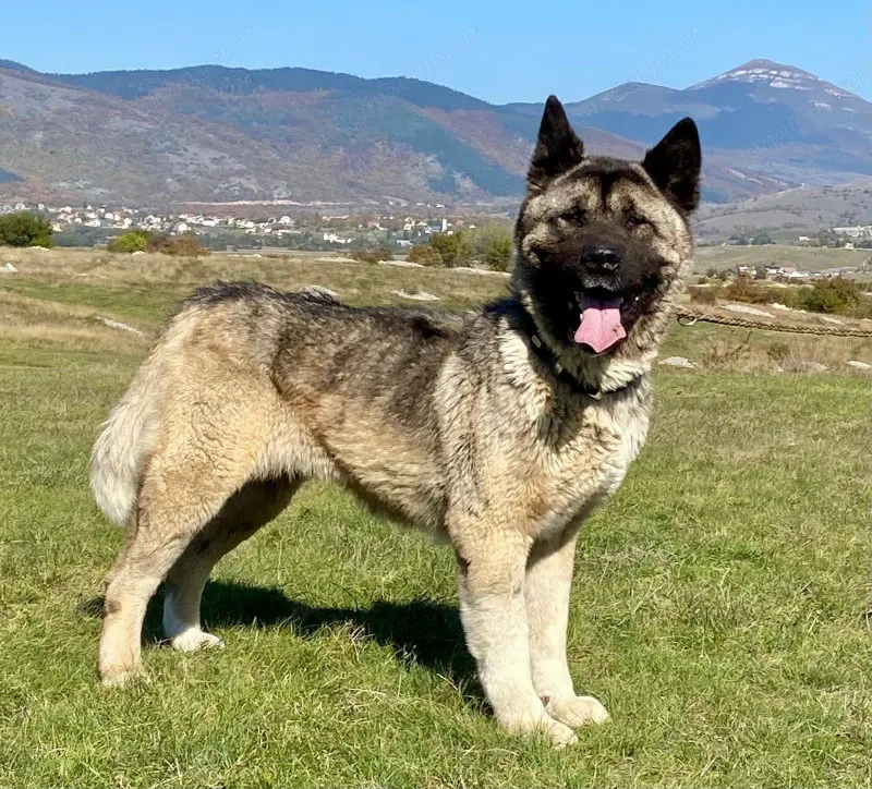 Akita sucht erfahrene Menschen