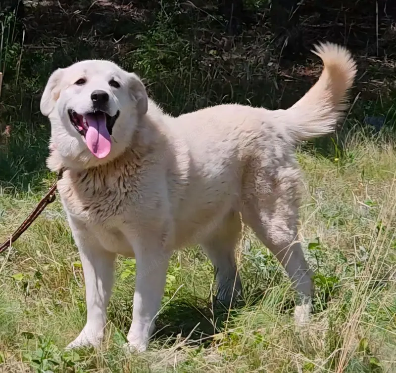 Lady Carolina wünscht sich liebevolles Zuhause