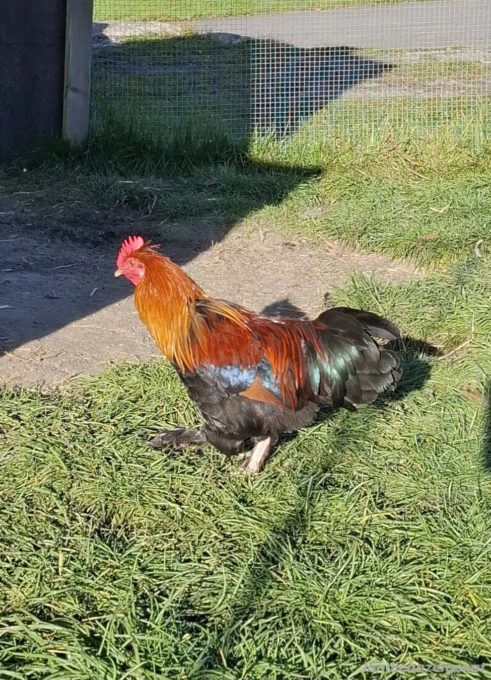 3 junge Hähne zu verschenken