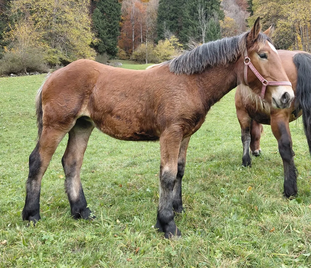 Stutfohlen zu verkaufen