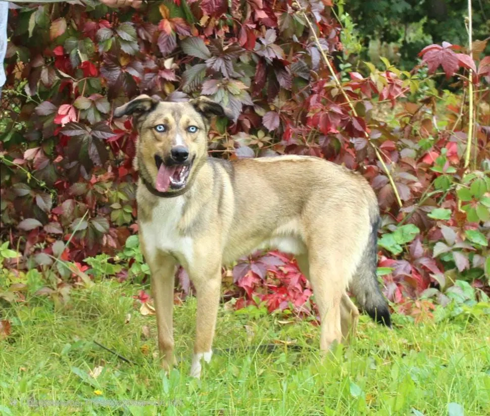 Skye verzaubert dich mit seinen blauen Augen