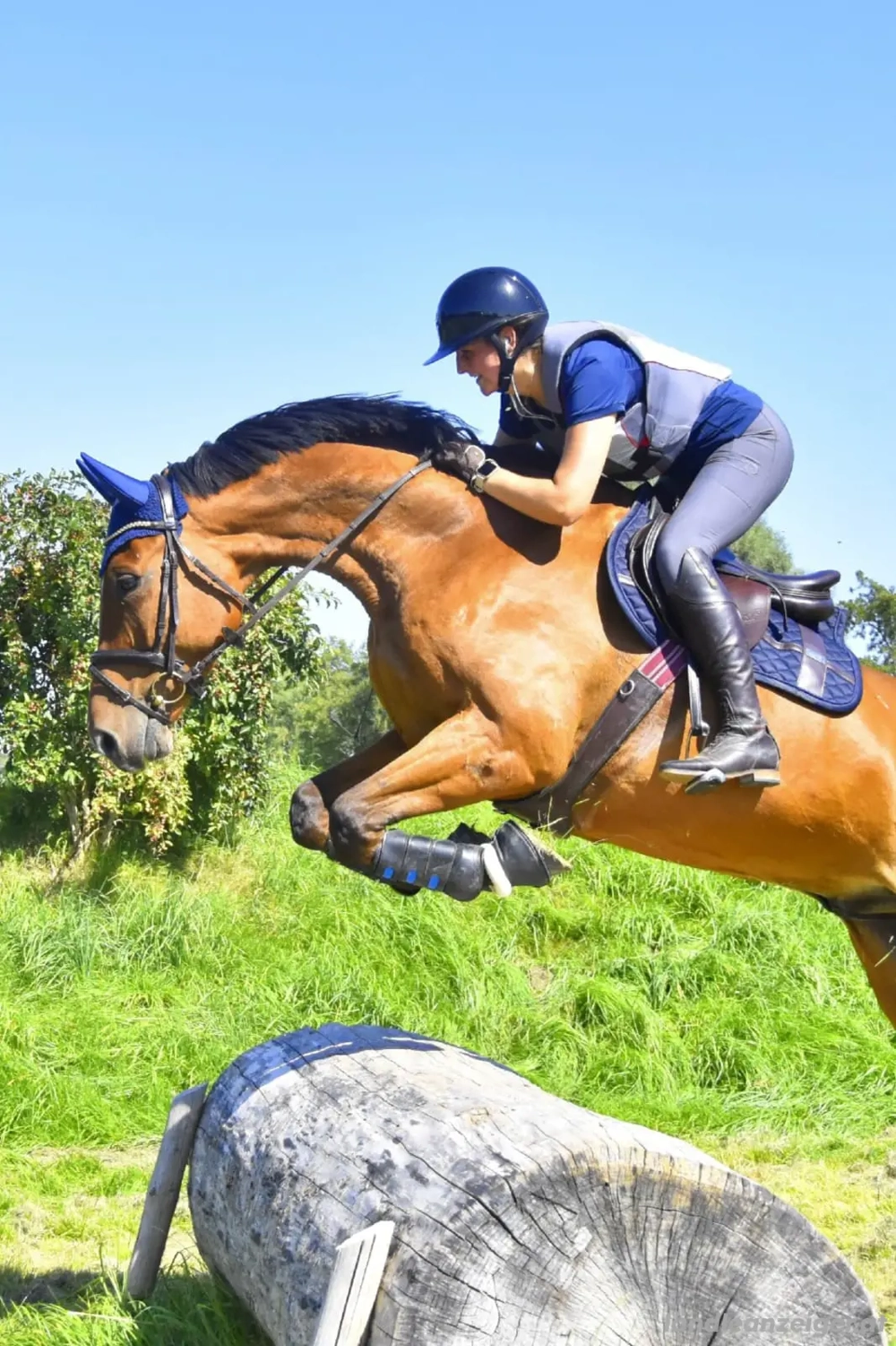 Reitbeteiligung gesucht