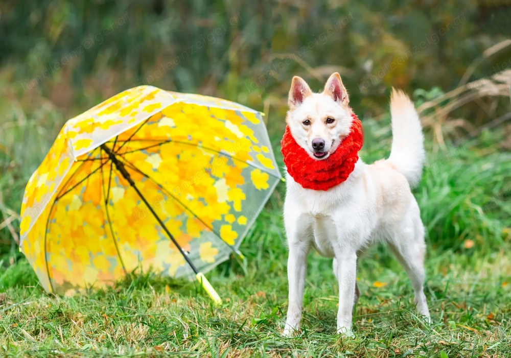 Weiße Schönheit Elsa sucht Familie