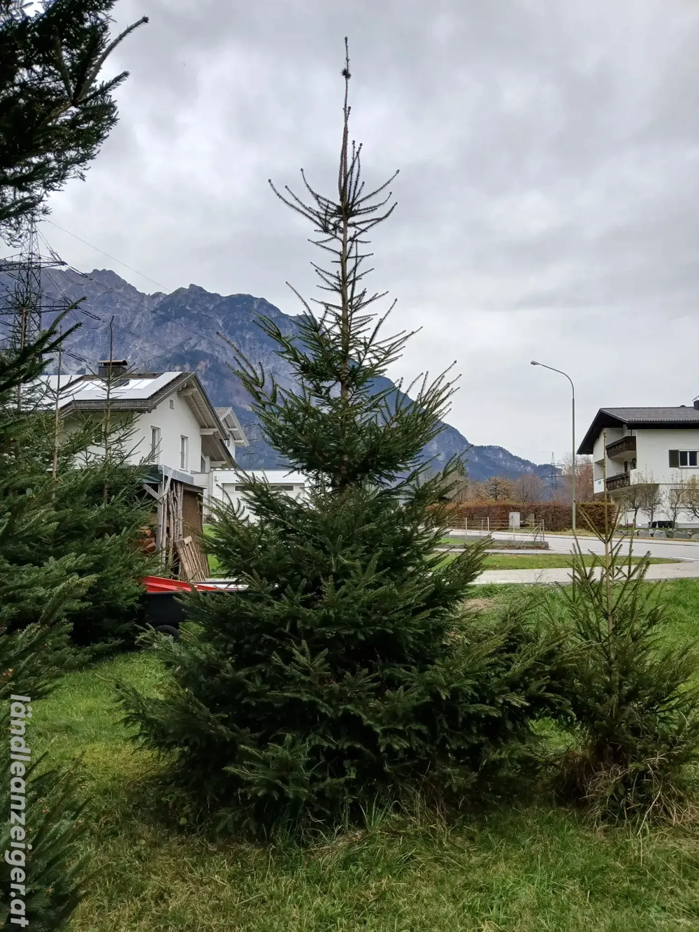 Christbaum   Weihnachtsbaum ab 3 m bis 8 m