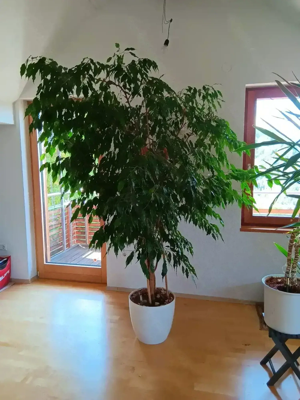 Grosser Benjamin in Seramis mit Topf 230cm