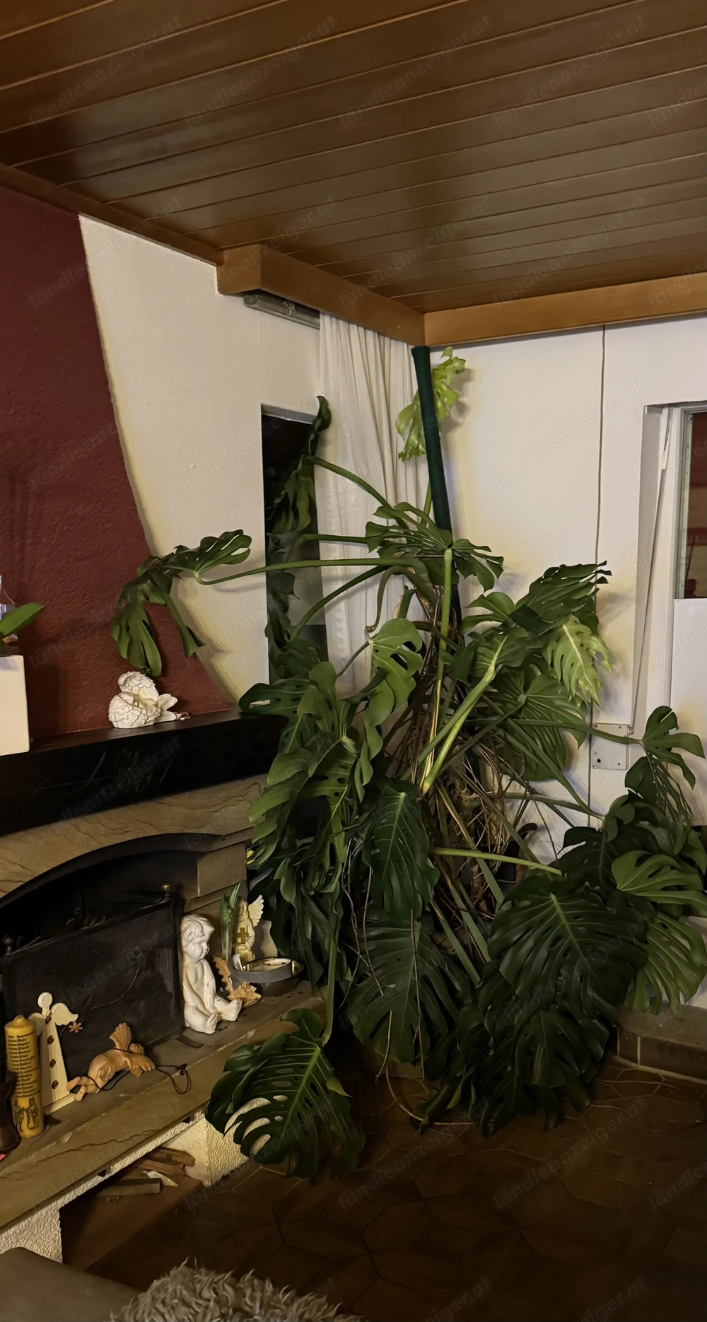 Monstera groß und buschig 