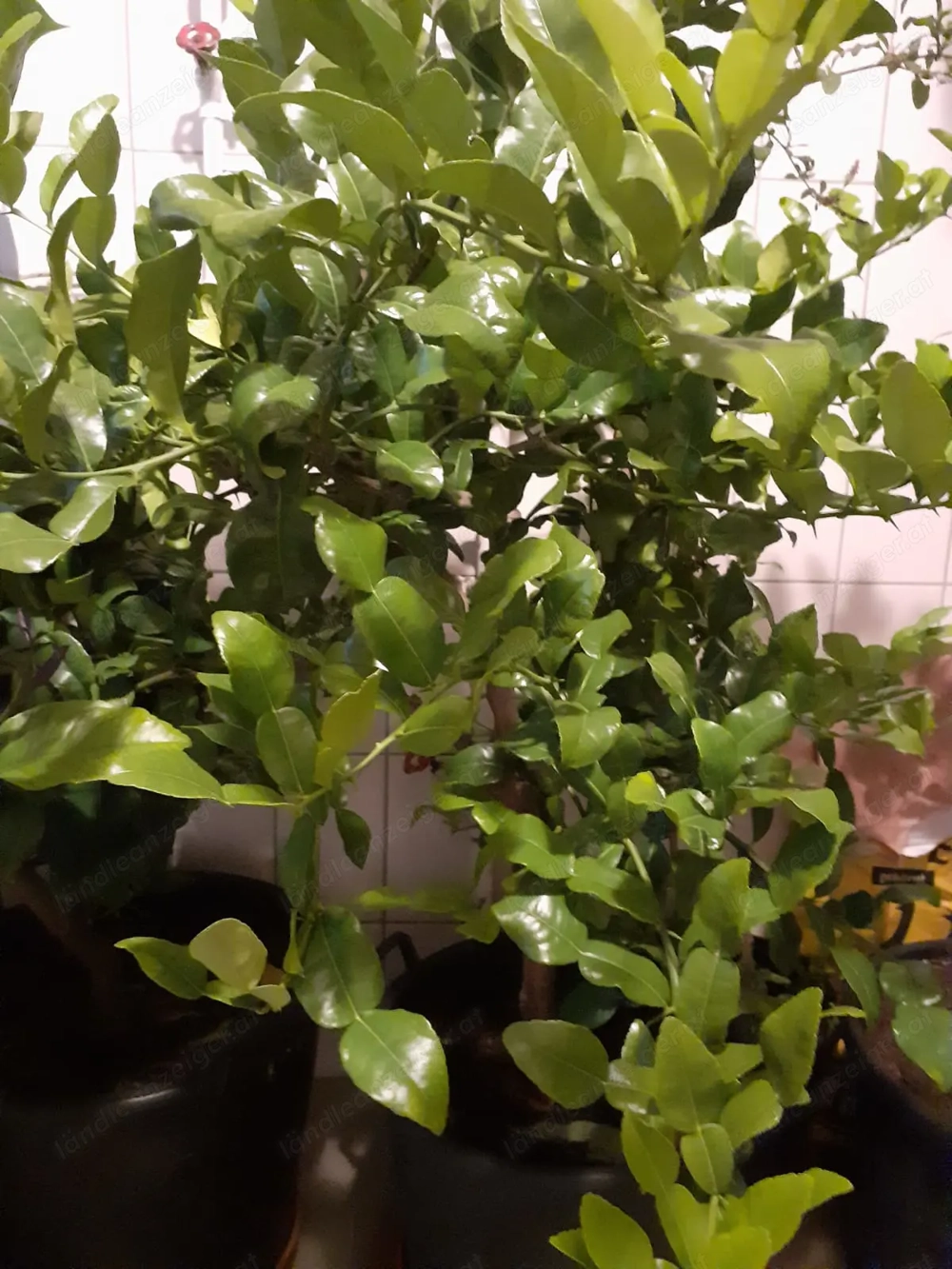 Kaffirlimette zu verkaufen