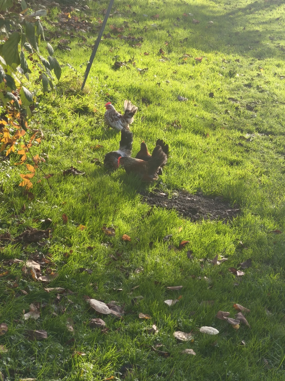 Hähne zu verschenken 