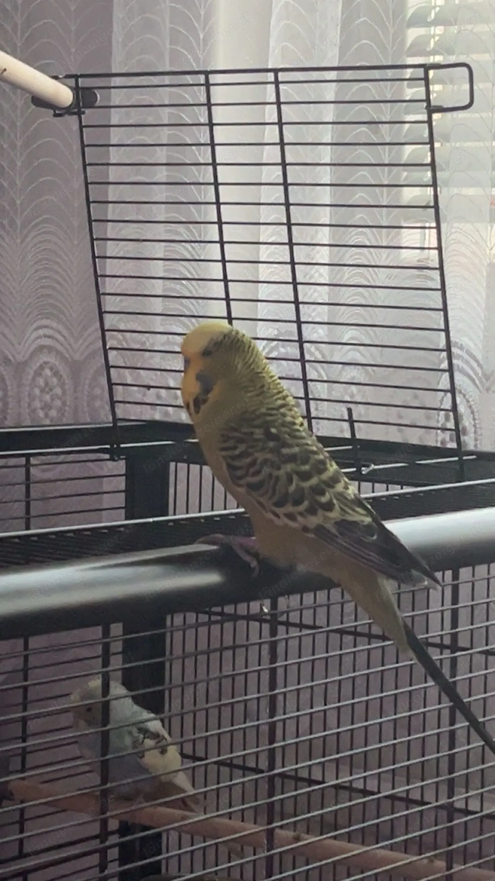 Wellensittich + Käfig 