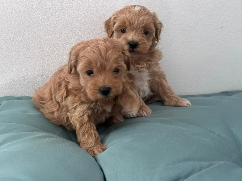 Maltipoo Welpen 