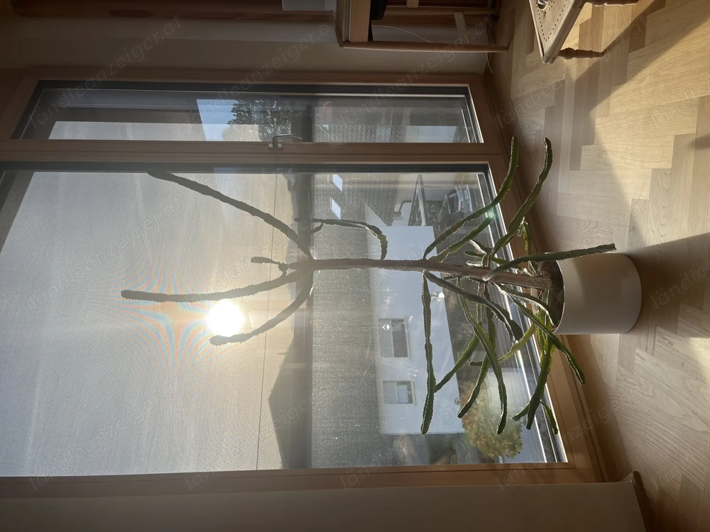 Dreikantiger Wolfsmilch-Kaktus   Zimmerpflanze 