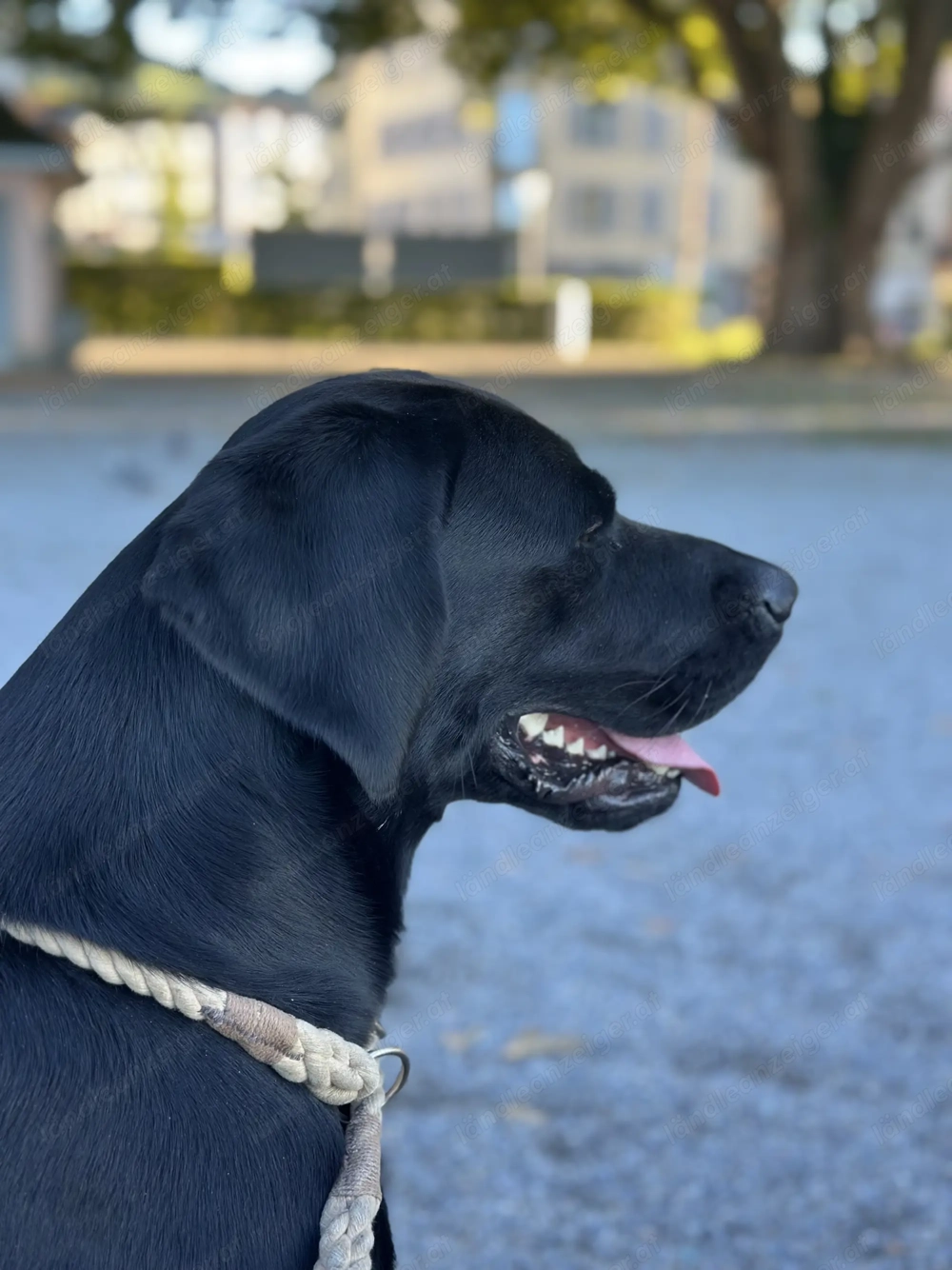 Labrador sucht ein Liebevolles Zuhause 