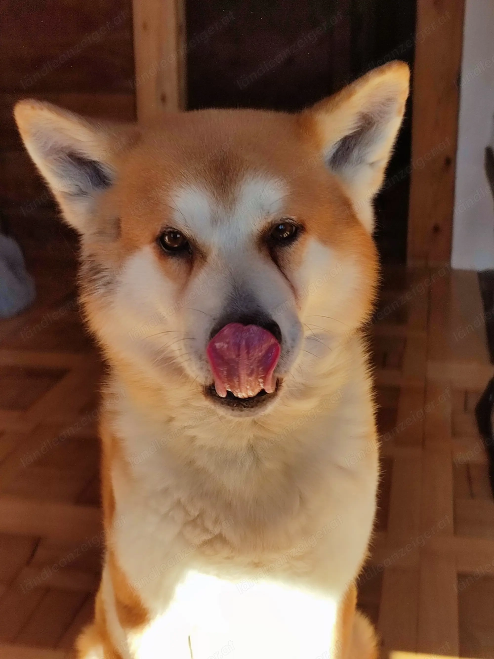 wunderschöner reinrassiger japanischer Akita Rüde sucht umständehalber ein neues Zuhause 