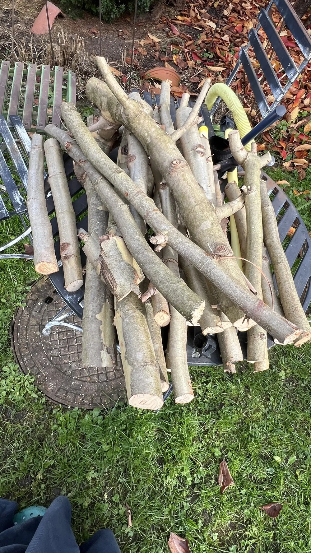 Holz zu verschenken (Platane)