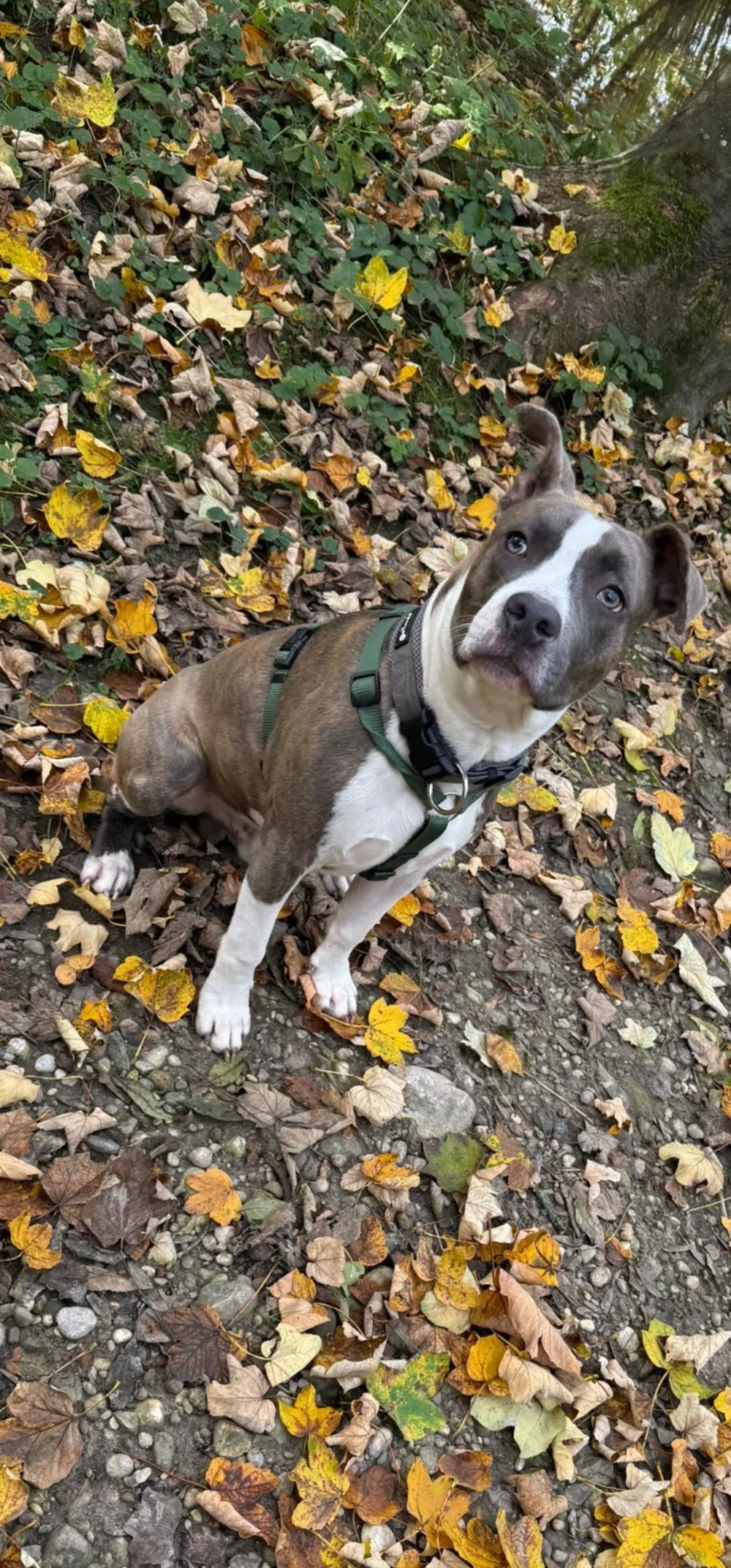Liebe voller Amstaff sucht neues Zuhause  