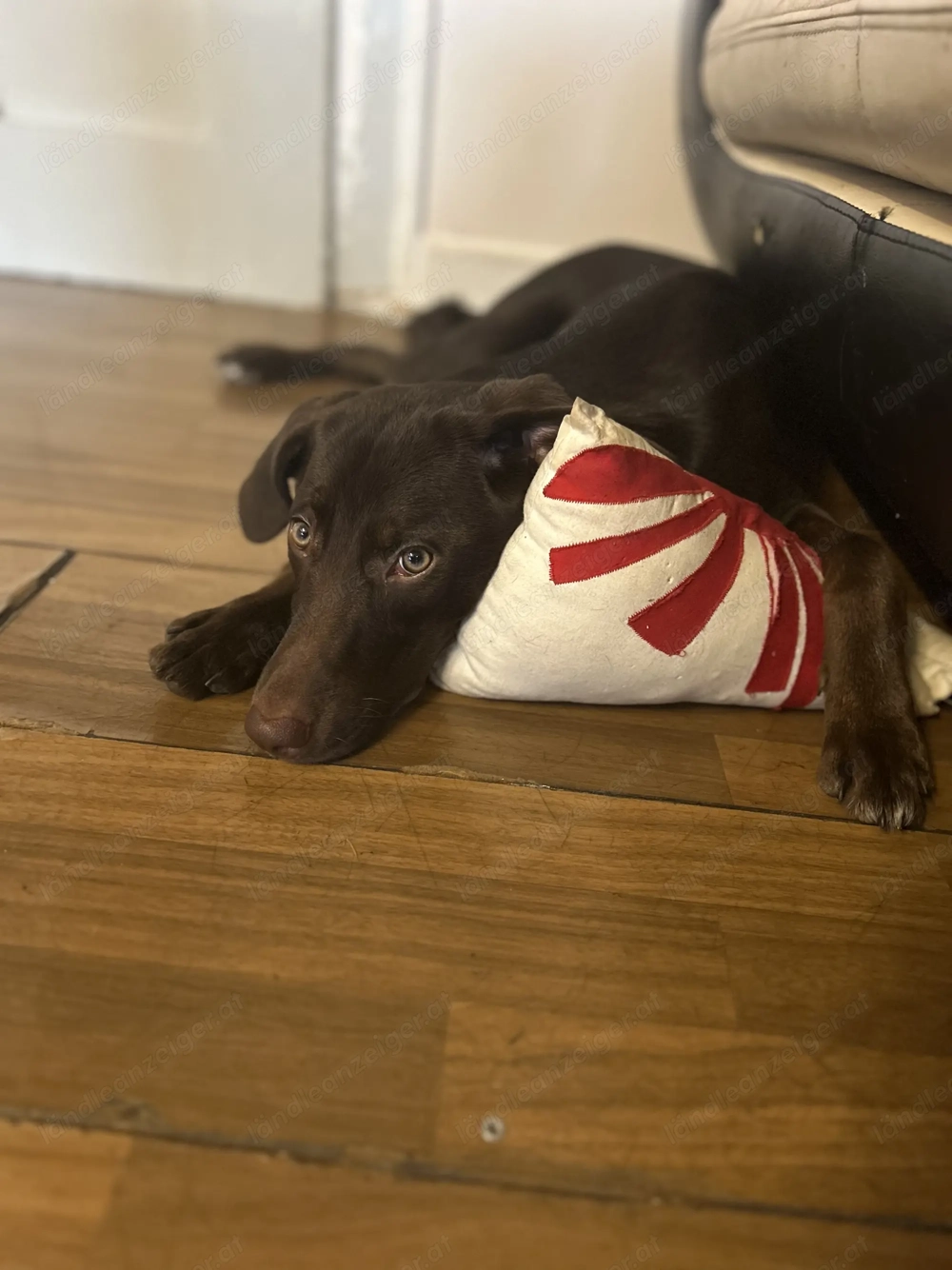 Welpen zum verschenken!!