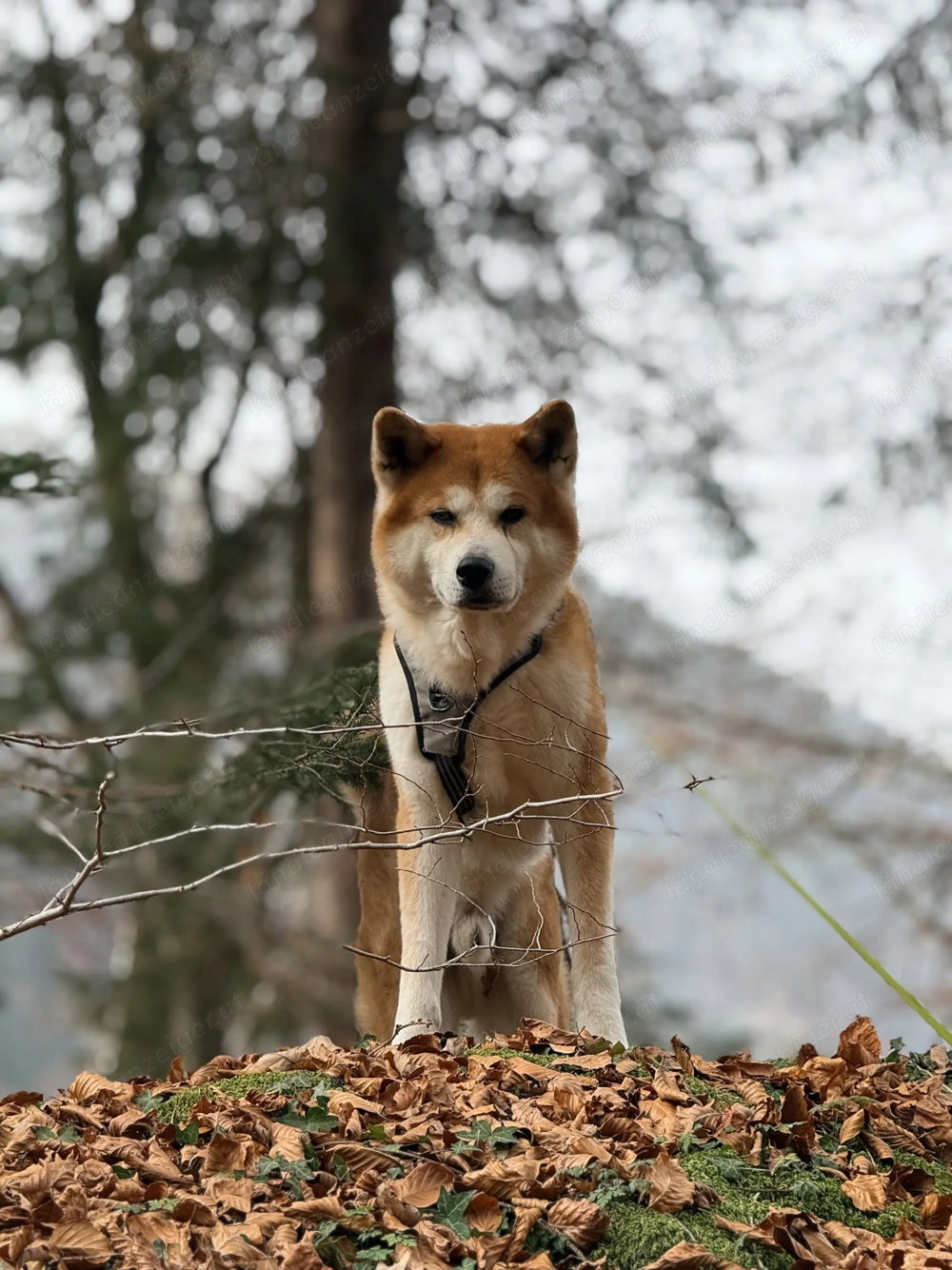 Akita Inu sucht dringend ein neues und Liebevolles Zuhause. 