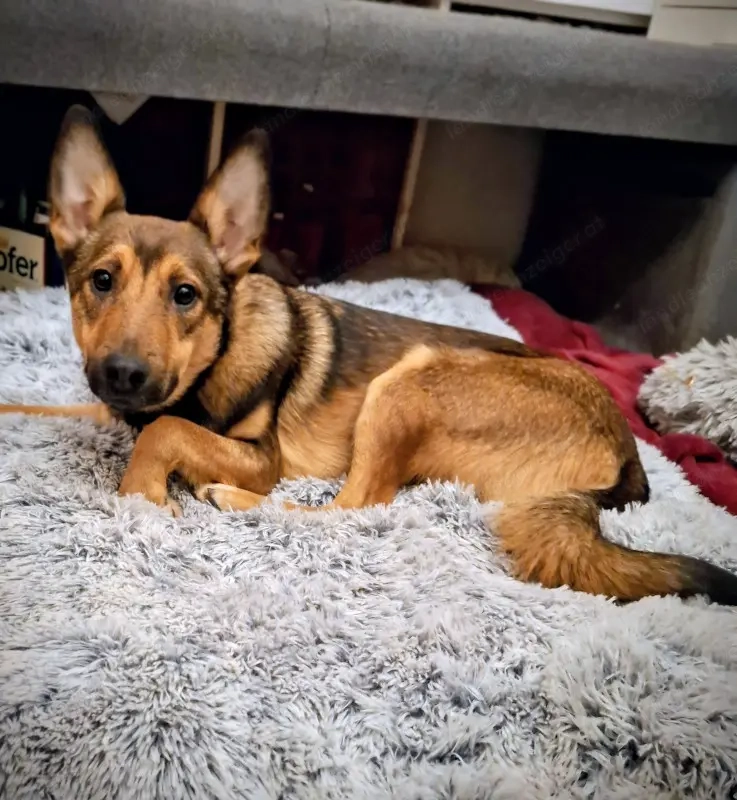 Rhonda - Notfall Österreich