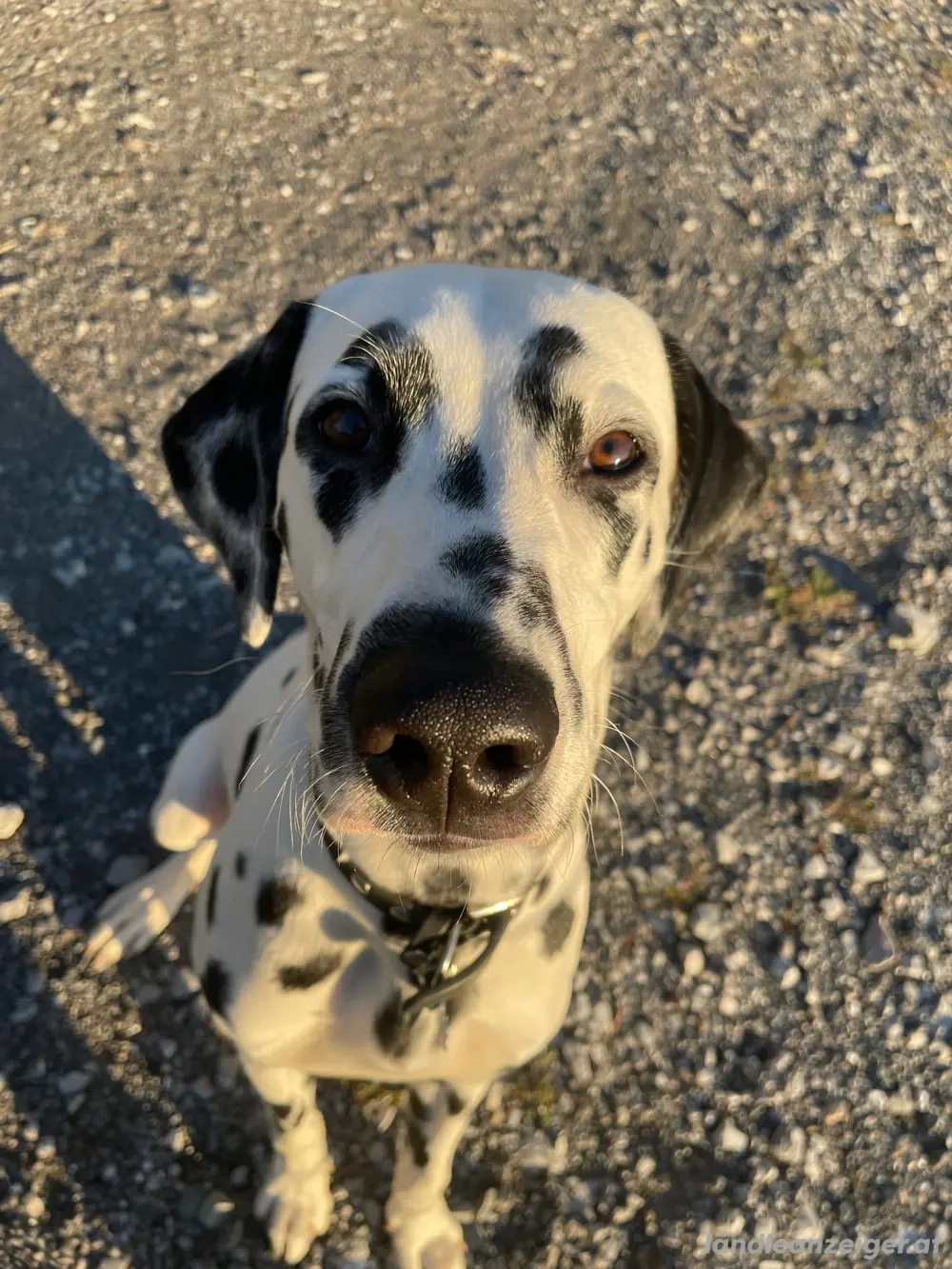Pongo sucht ein neues und liebevolles zuhause 