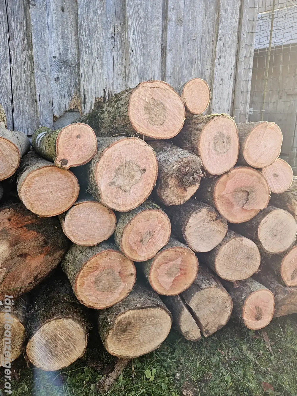 Brennholz Esche zu verkaufen