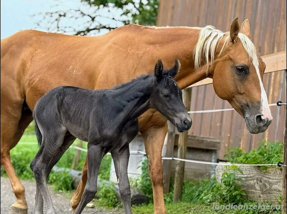 schöne Quarterhorse Stute zu Verkaufen