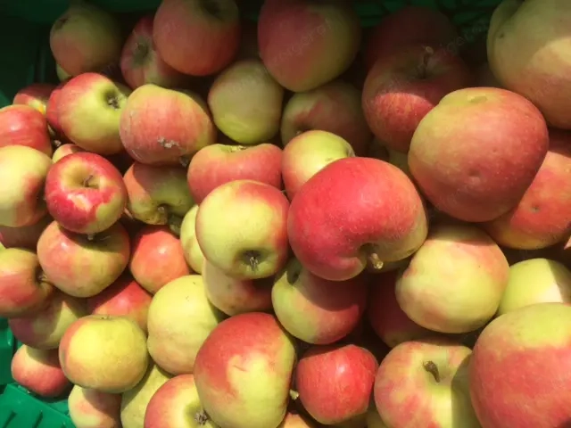verkaufe knackig frische Äpfel mit leichten Hagelschäden