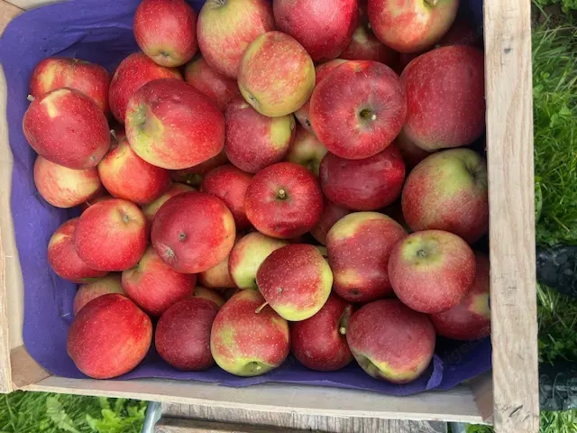 verkaufe sehr preiswerte Lageräpfel mit leiten Hagelschäden