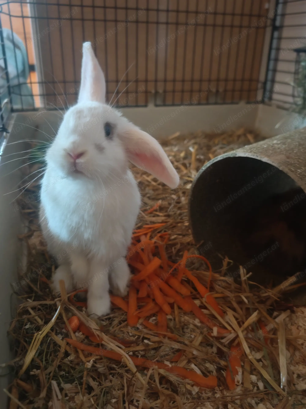 Zwergkaninchen 3,5 Monate 