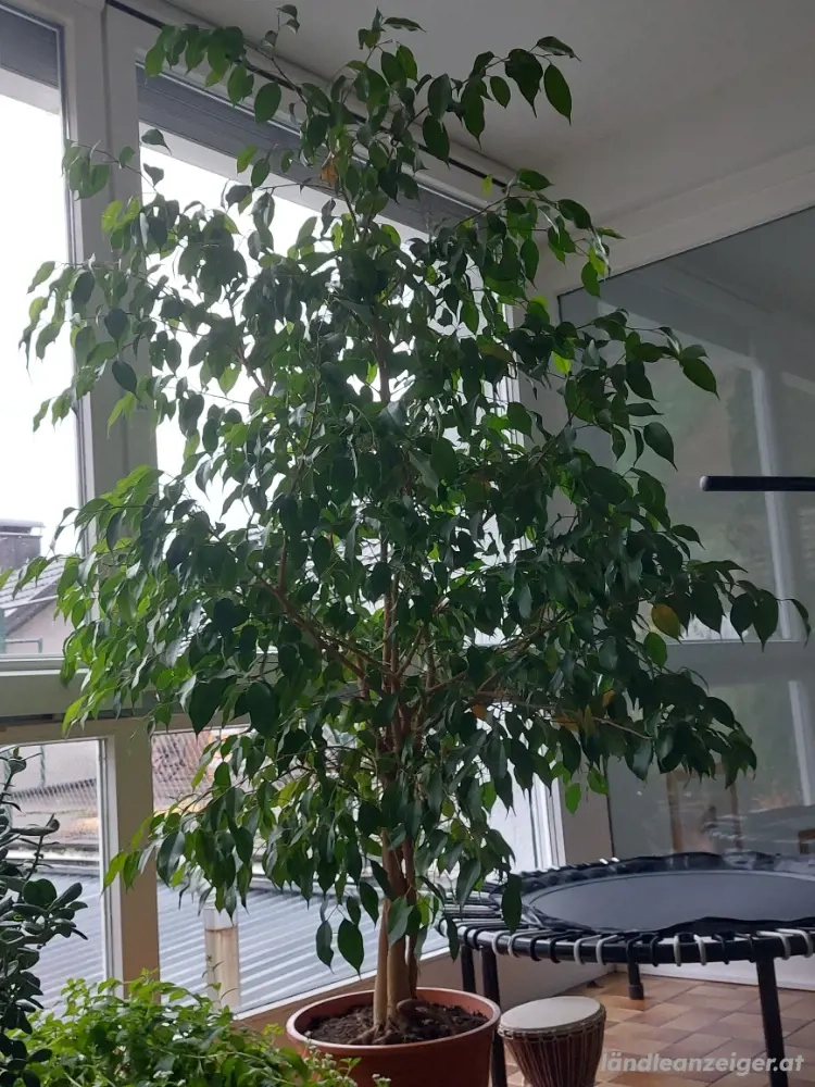 Ficus Benjamin Baum