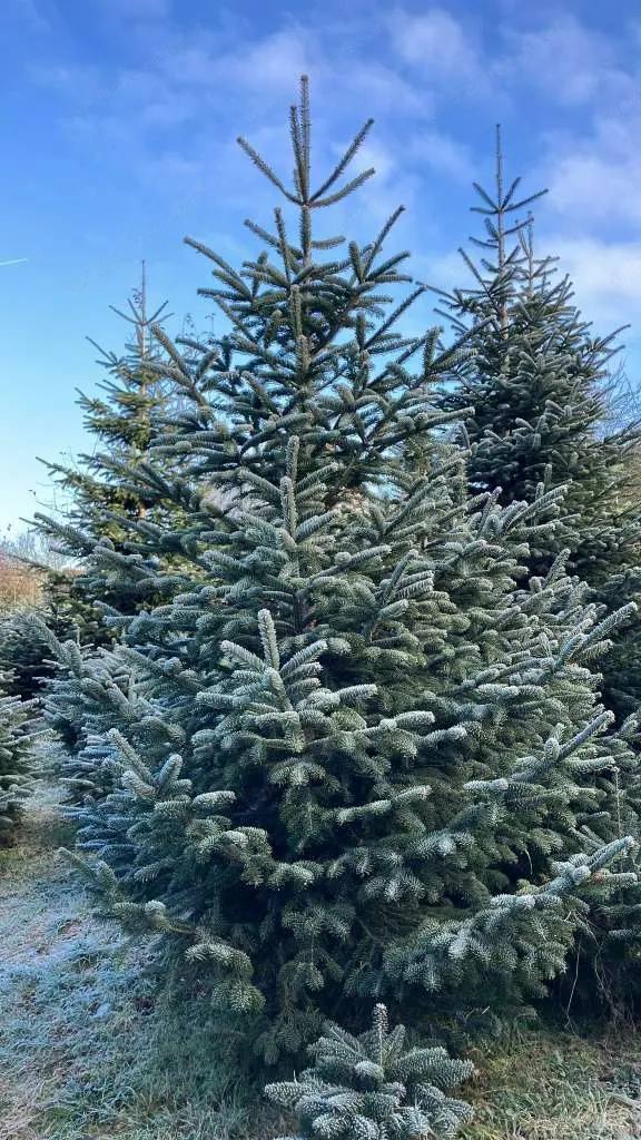 Weihnachtsbaum, Christbaum, Nordmanntanne
