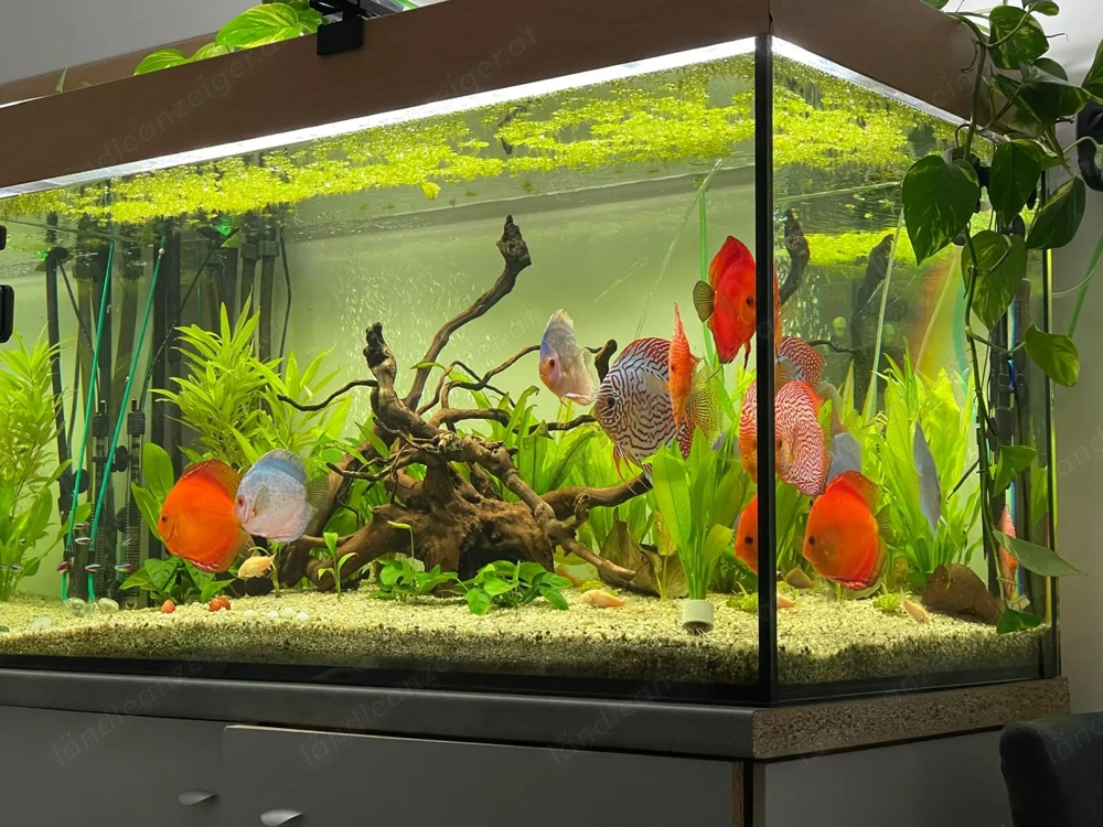 Aquarium 400 L mit Zubehör 
