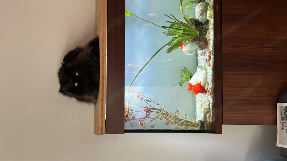 Verkaufe 240 Liter Aquamarium mit Goldfische