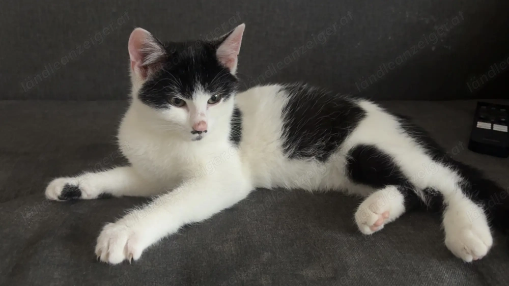 Zwei Katzen zu vergeben 