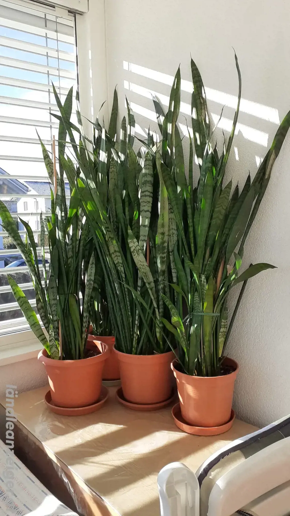 7 Schwiegermutter Stöcke zu verkaufen 