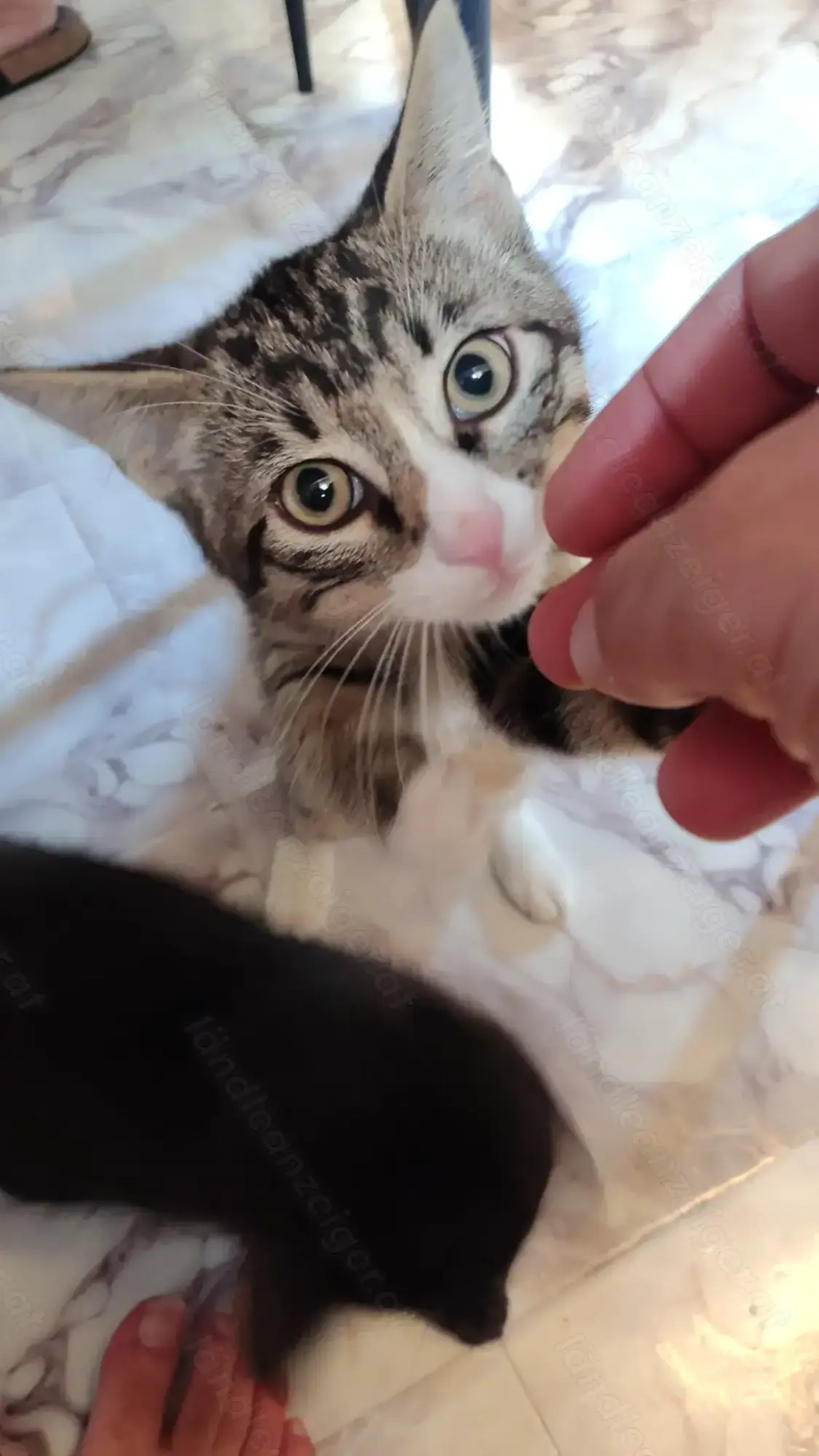 Katze Sucht neue Familie 