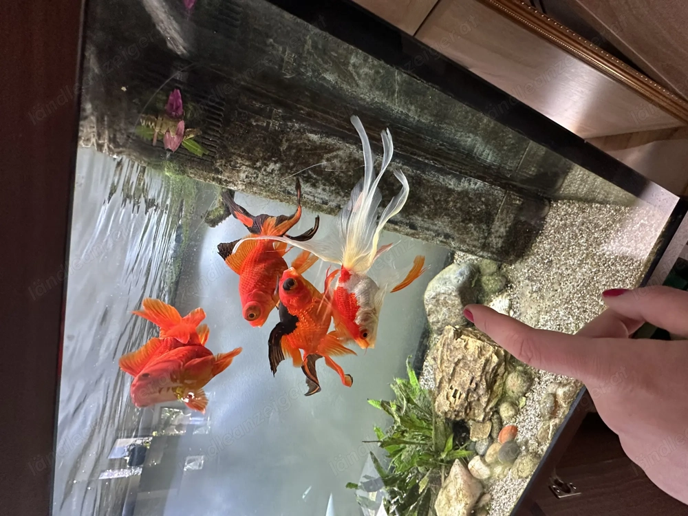 Verkaufe 240 L Aquarium mit 4 Goldfische