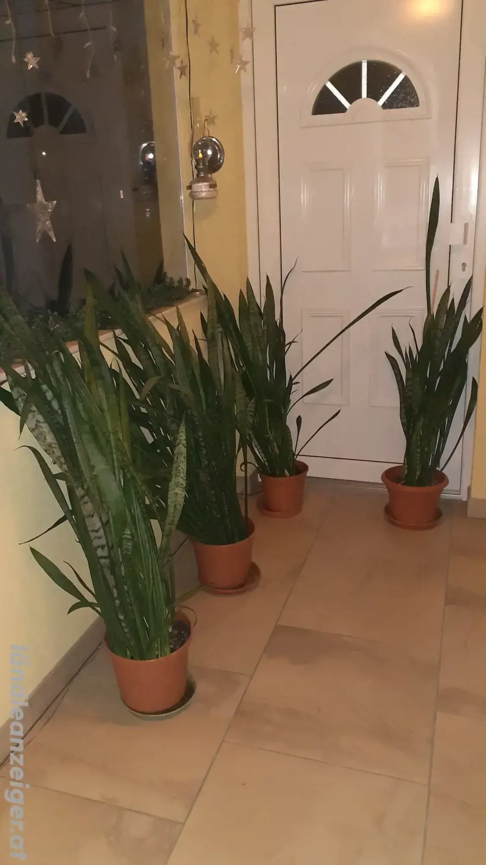 Schwiegermutter Stöcke um je 10.- Euro zu verkaufen 