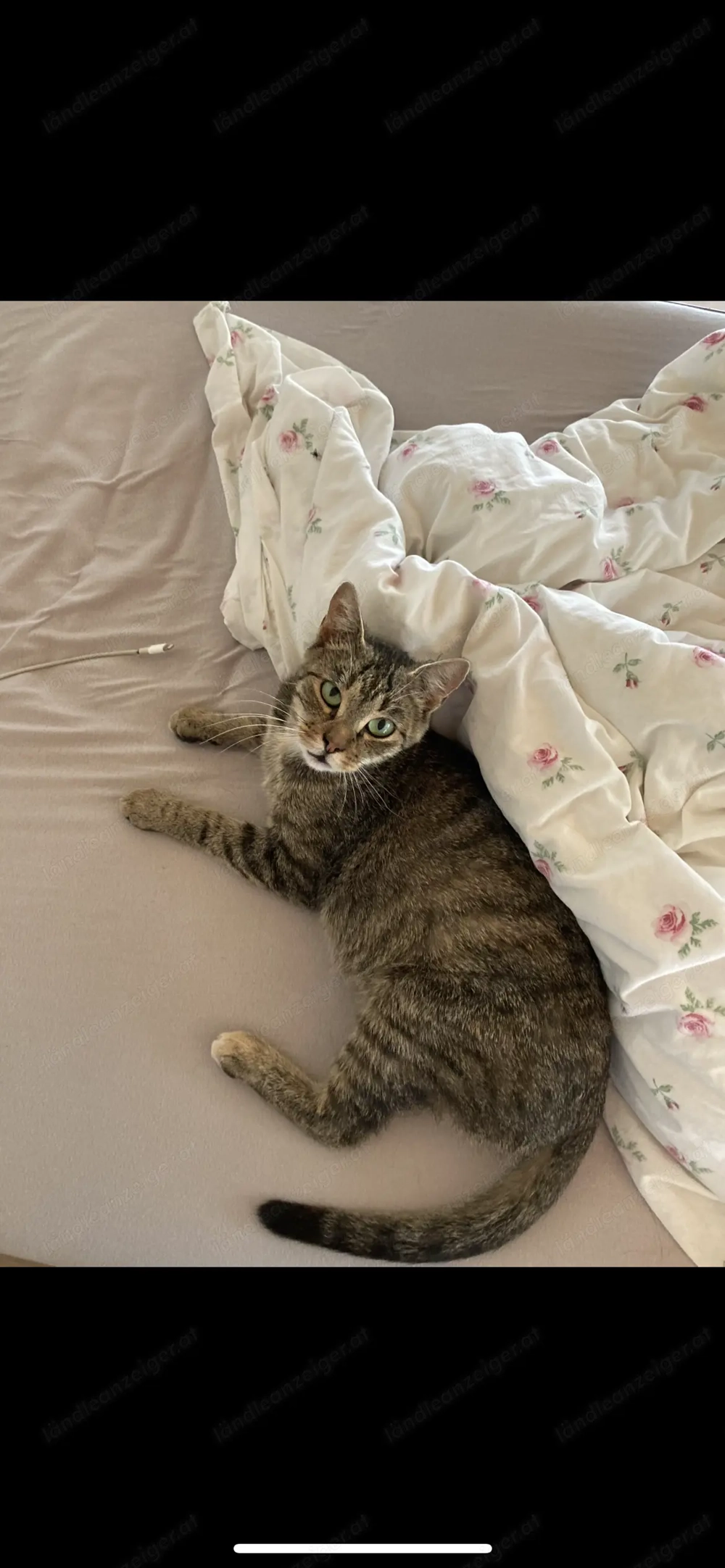 Susi sucht neues Zuhause 