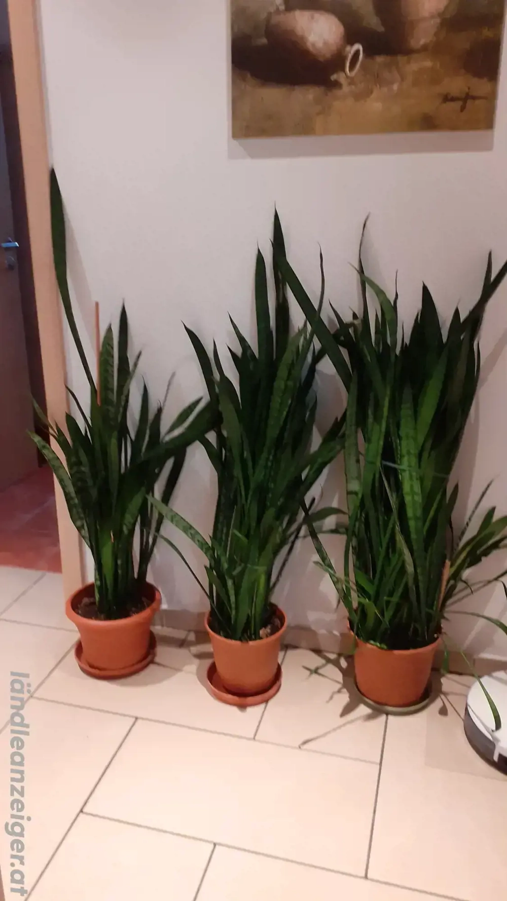 Schwiegermutter - Zungen Pflanzen Stöcke zu verkaufen um je 10.- Euro 