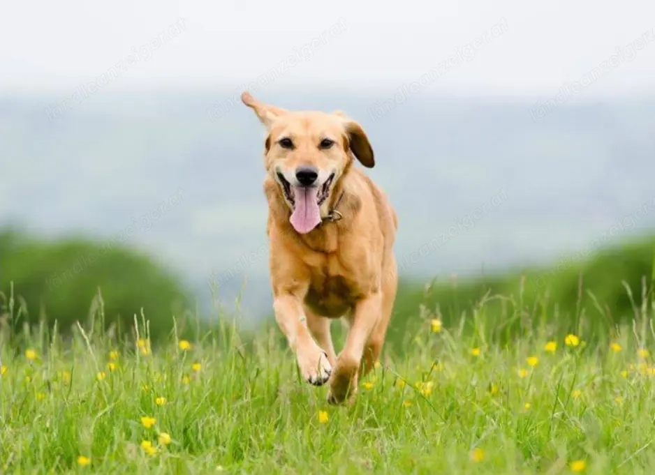 Hundebetreuung Hundesitter Gassi Service