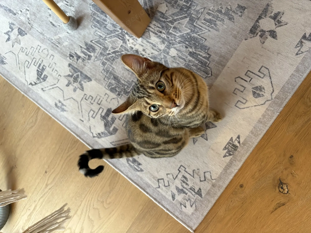 Reinrassiger Bengalkater 9 Mon.