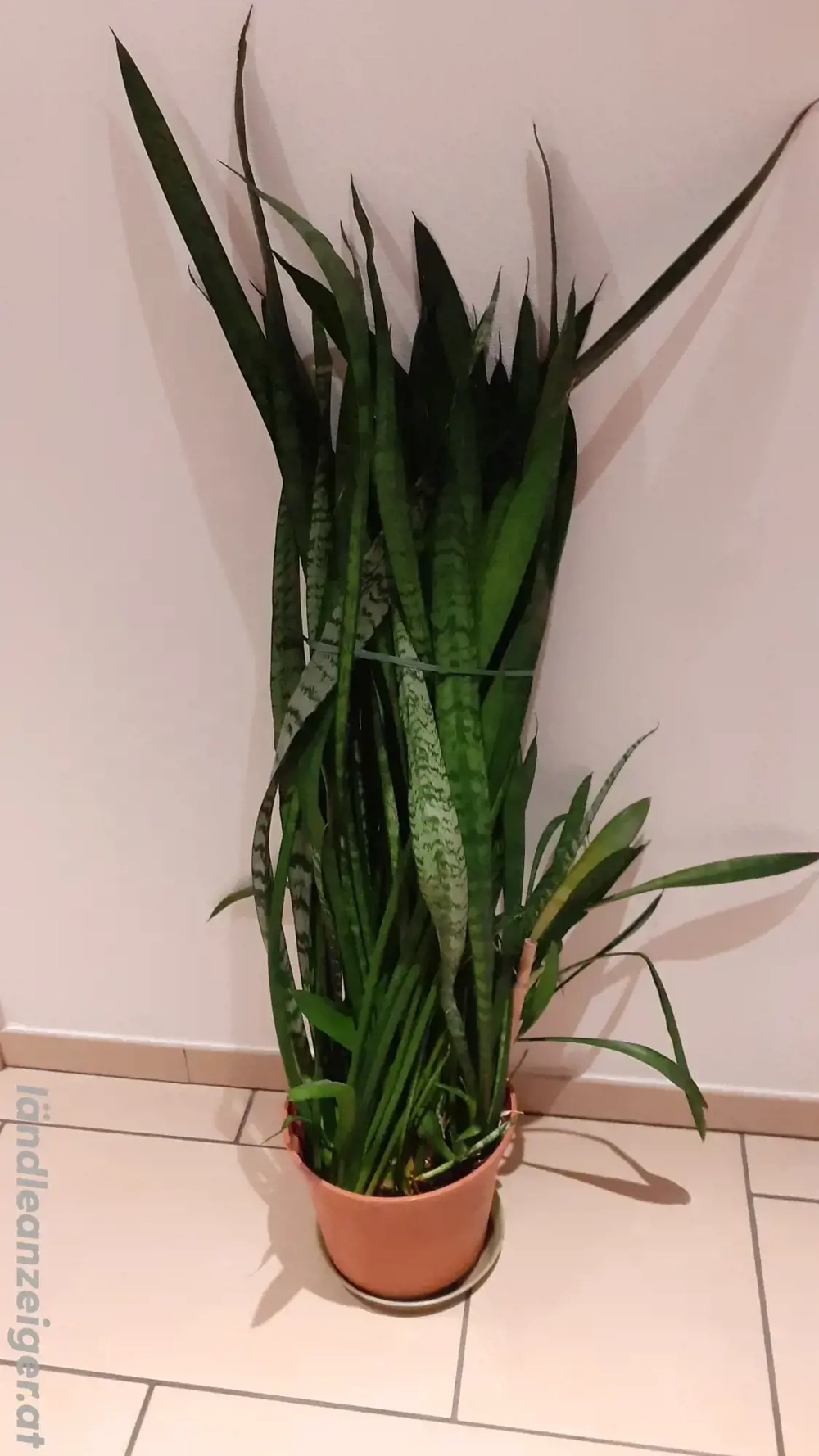 Schwiegermutter Zunge Pflanze circa 1m hoch um 10.- Euro zu verkaufen 