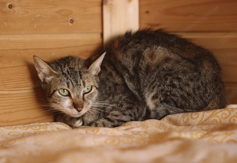 Moni sucht liebevolle Familie