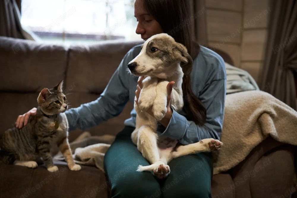 Süßer kleiner Dar sucht treue Familie