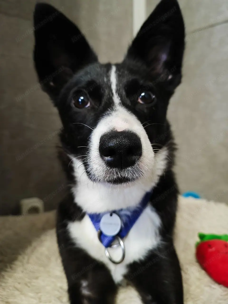 Schwarz Weiße Fanta sucht liebe Menschen