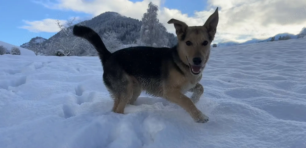 Dino - Hund sucht Lebensplatz